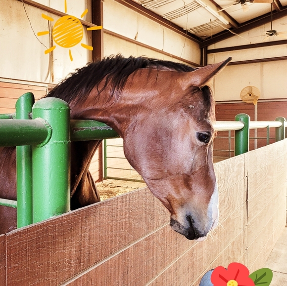 Meet your Posher, S - Picture 7 of 8